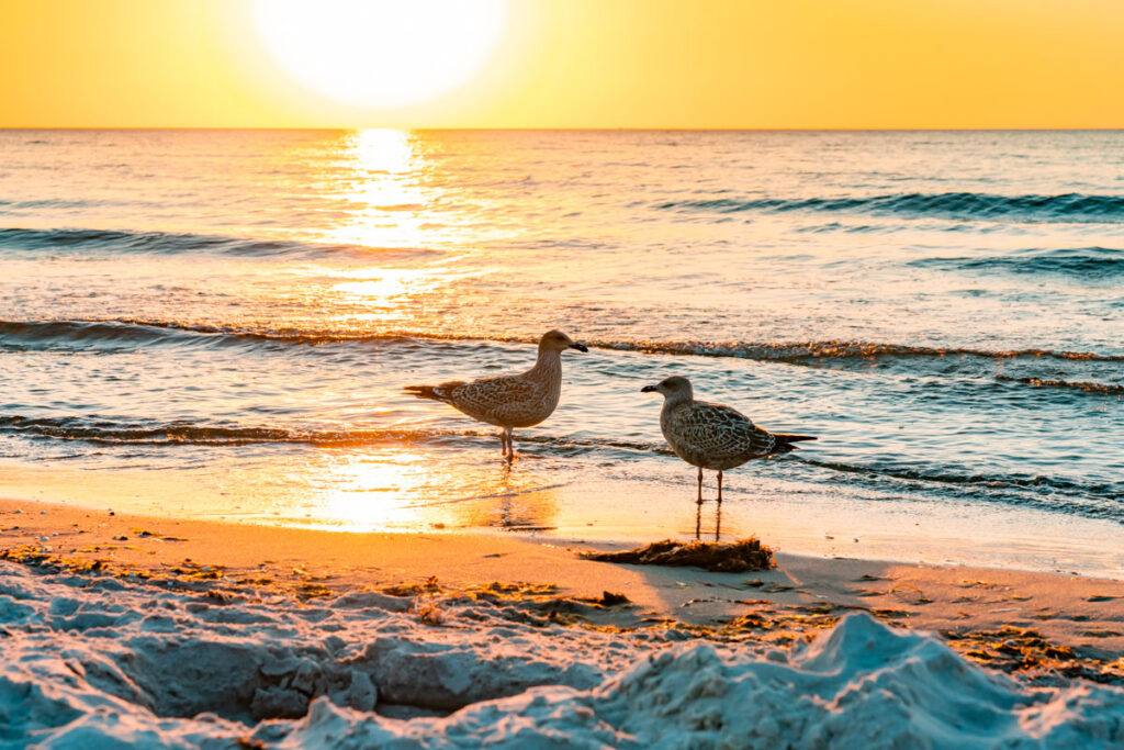 Leinwand Fischland Darss Zingst 2 – Leinwand von Hennen Arts