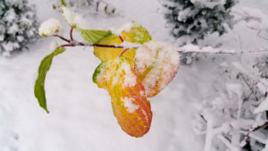It snowed !