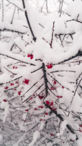 Snow: Fascinating winter landscape meets bright red